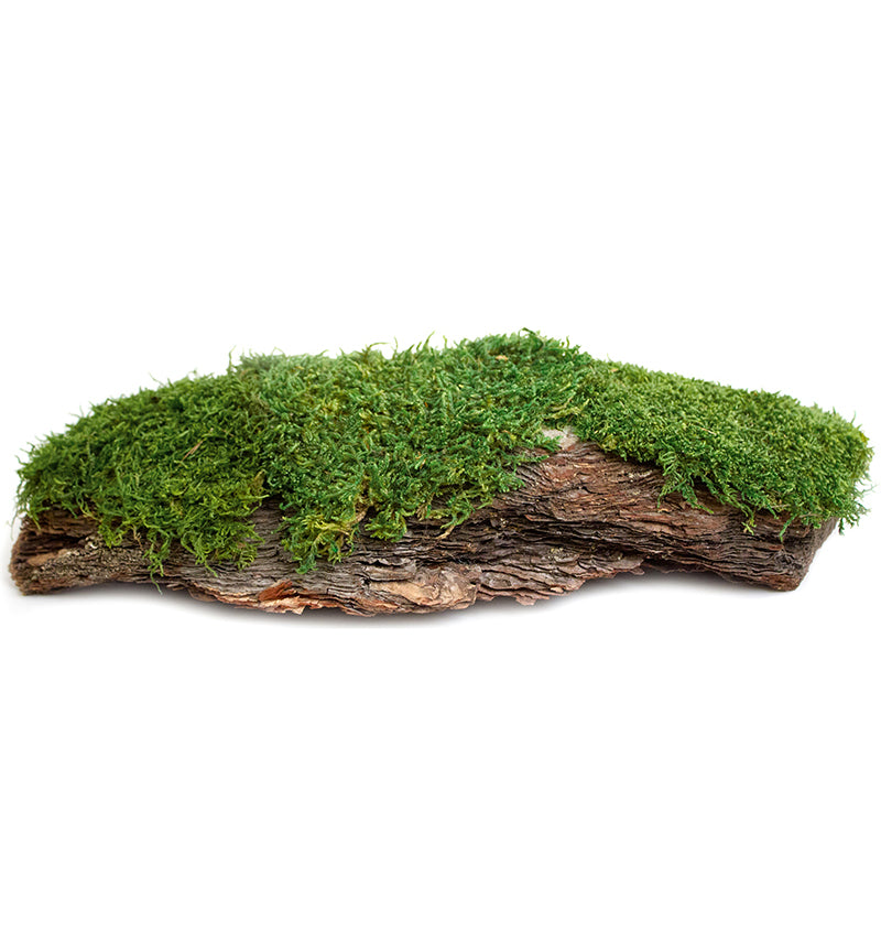 Galapagos Mossy Bark