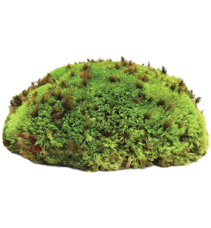 Mousse coussin royale des Galapagos