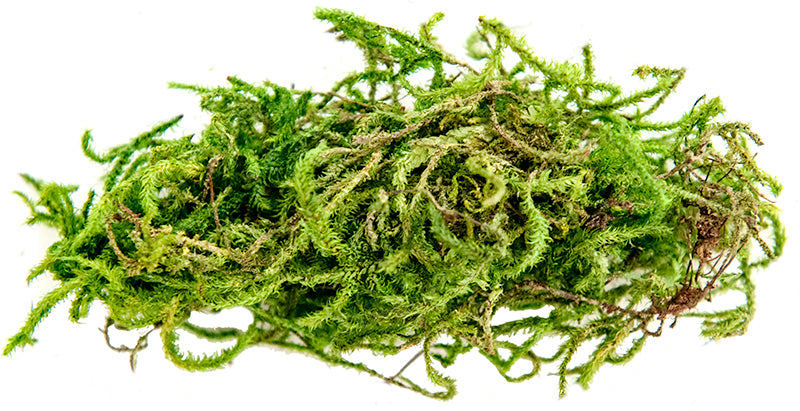 Galapagos Terrarium Sphagnum Moss - Fresh Green