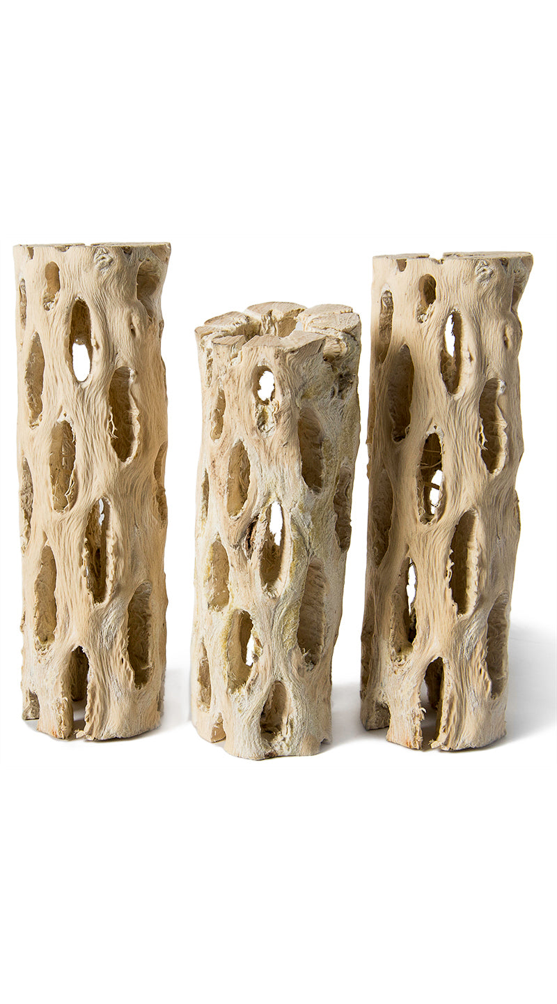 Branches de bois de Cholla