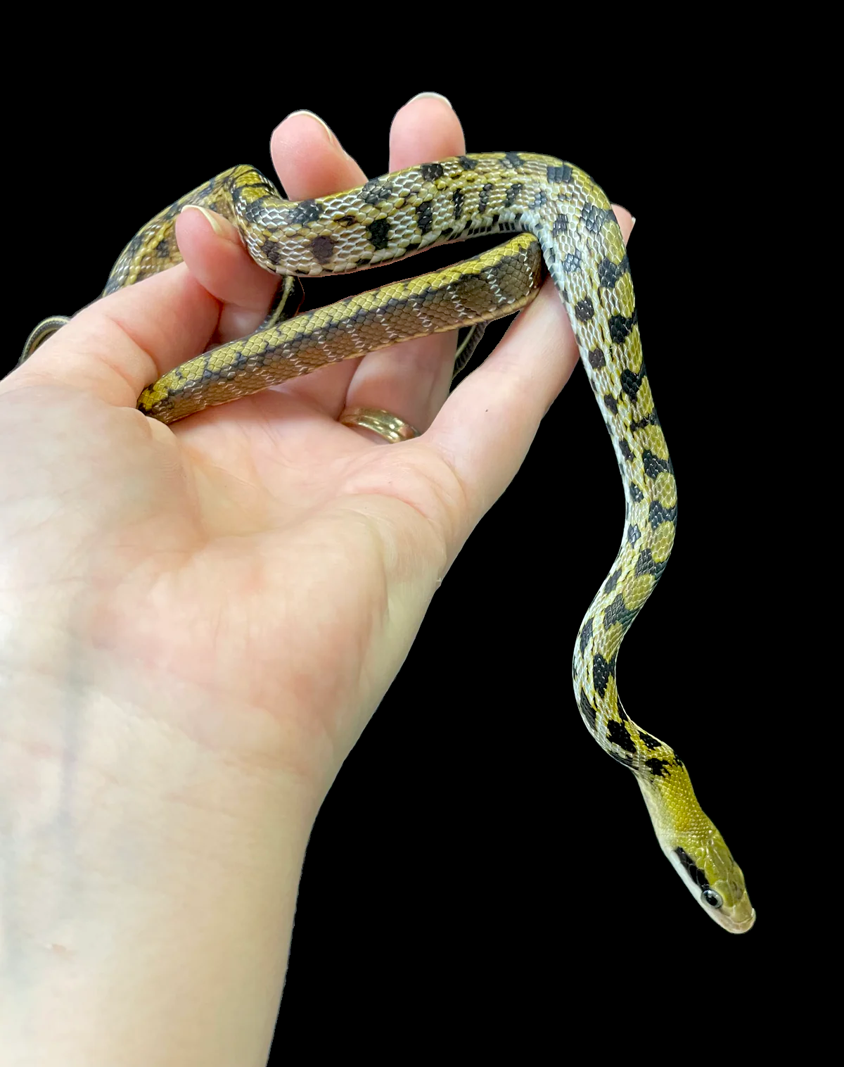 Serpent ratier de Taiwan
