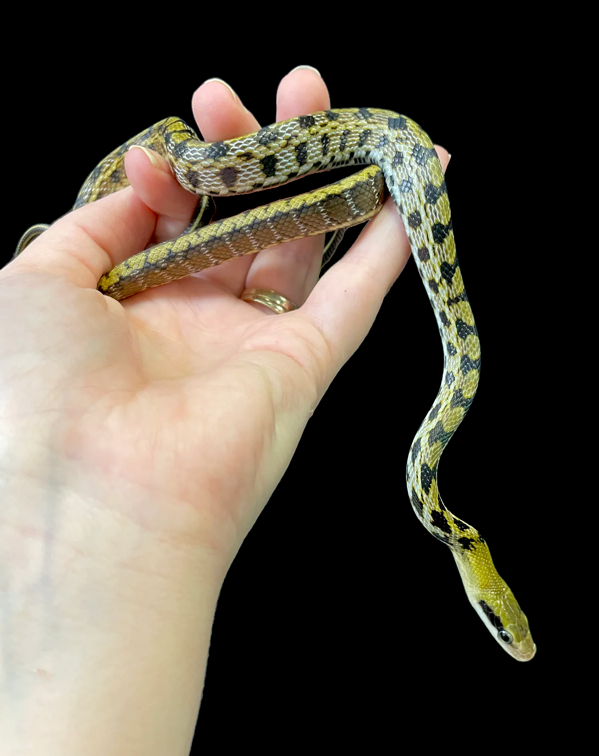 Taiwan Beauty Snake CBB