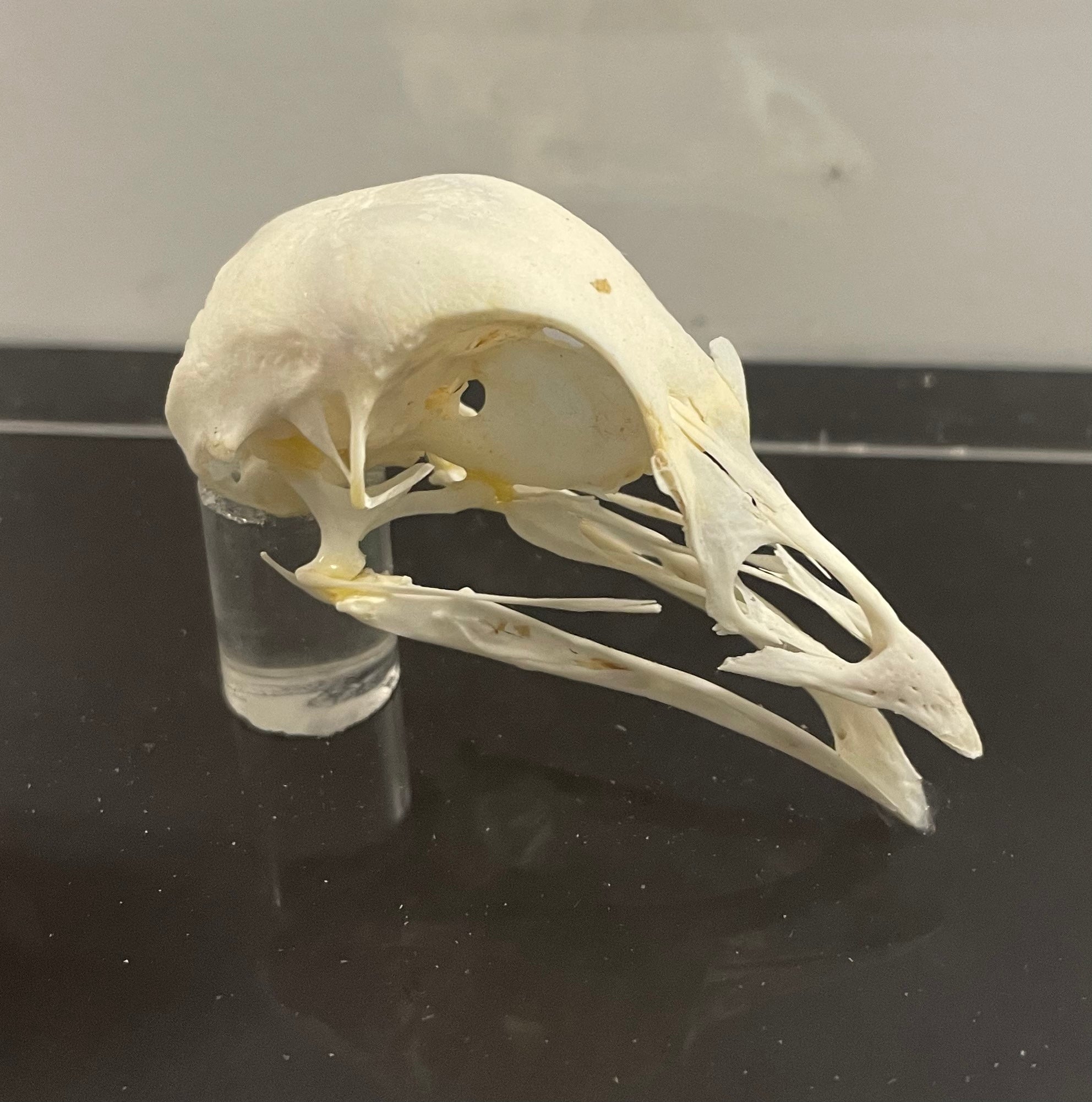 Partridge Skull