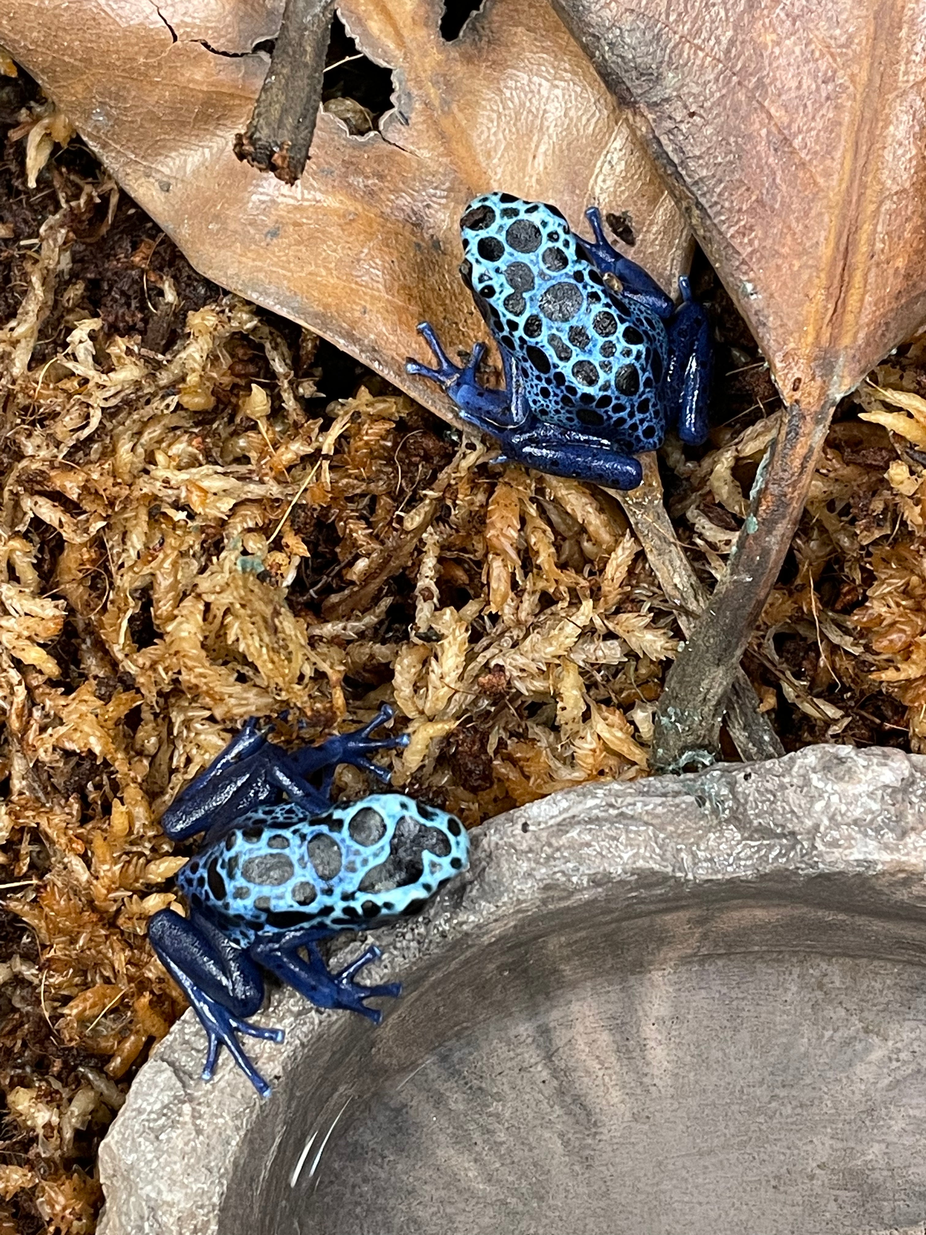 Dendrobates tinctorius 'Azureus'