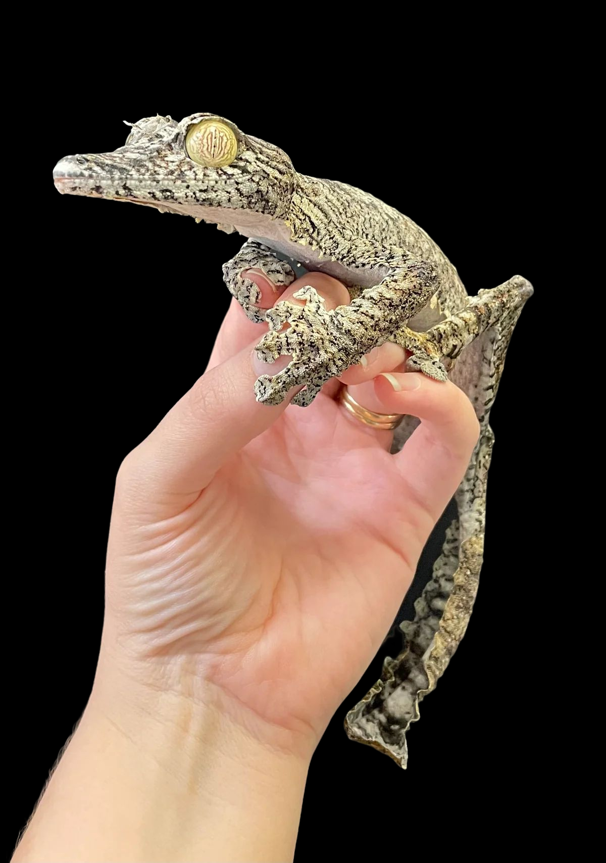 Common Leaf Tail Gecko