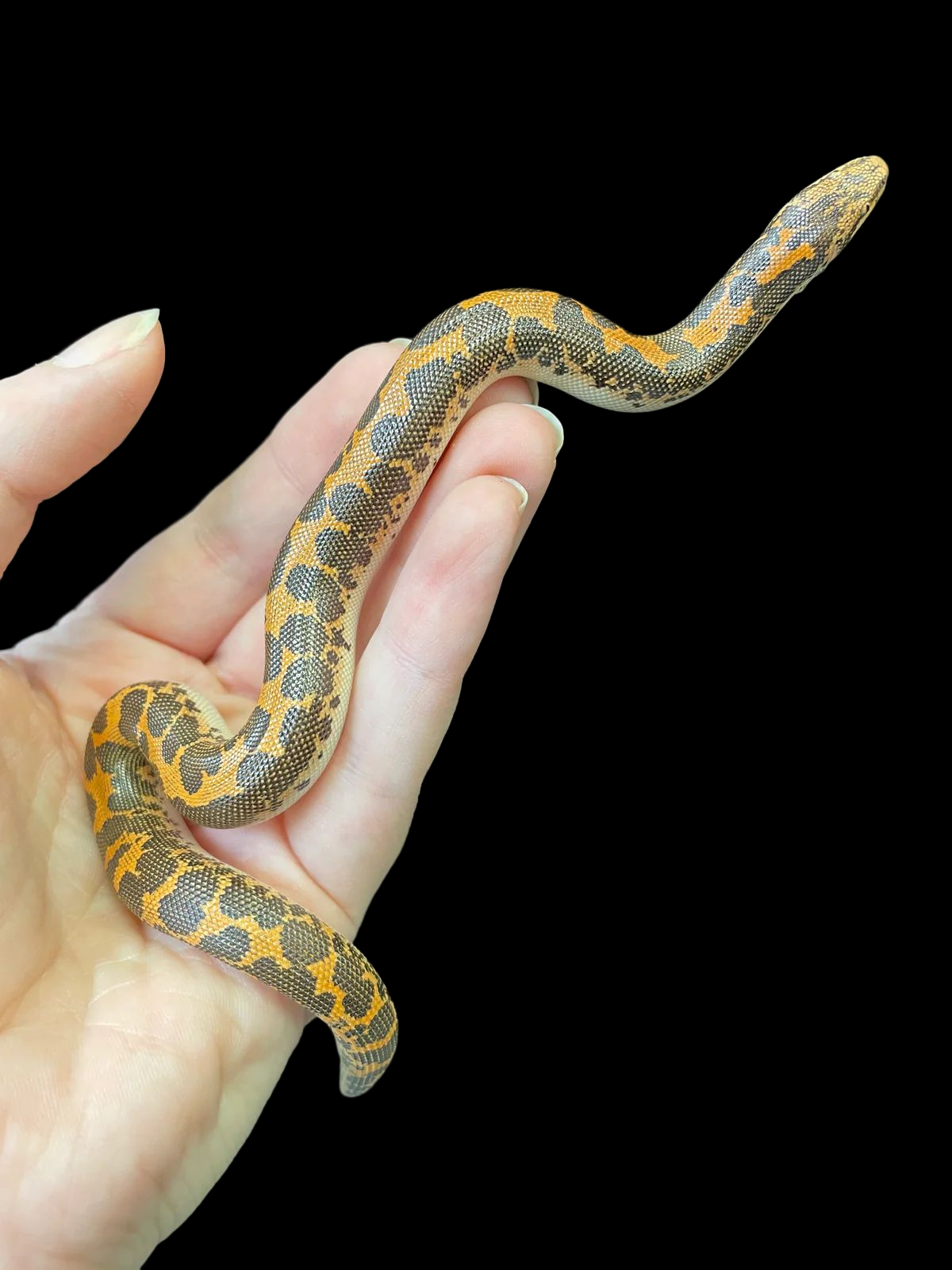 Boa des sables du Kenya (Het Anery)