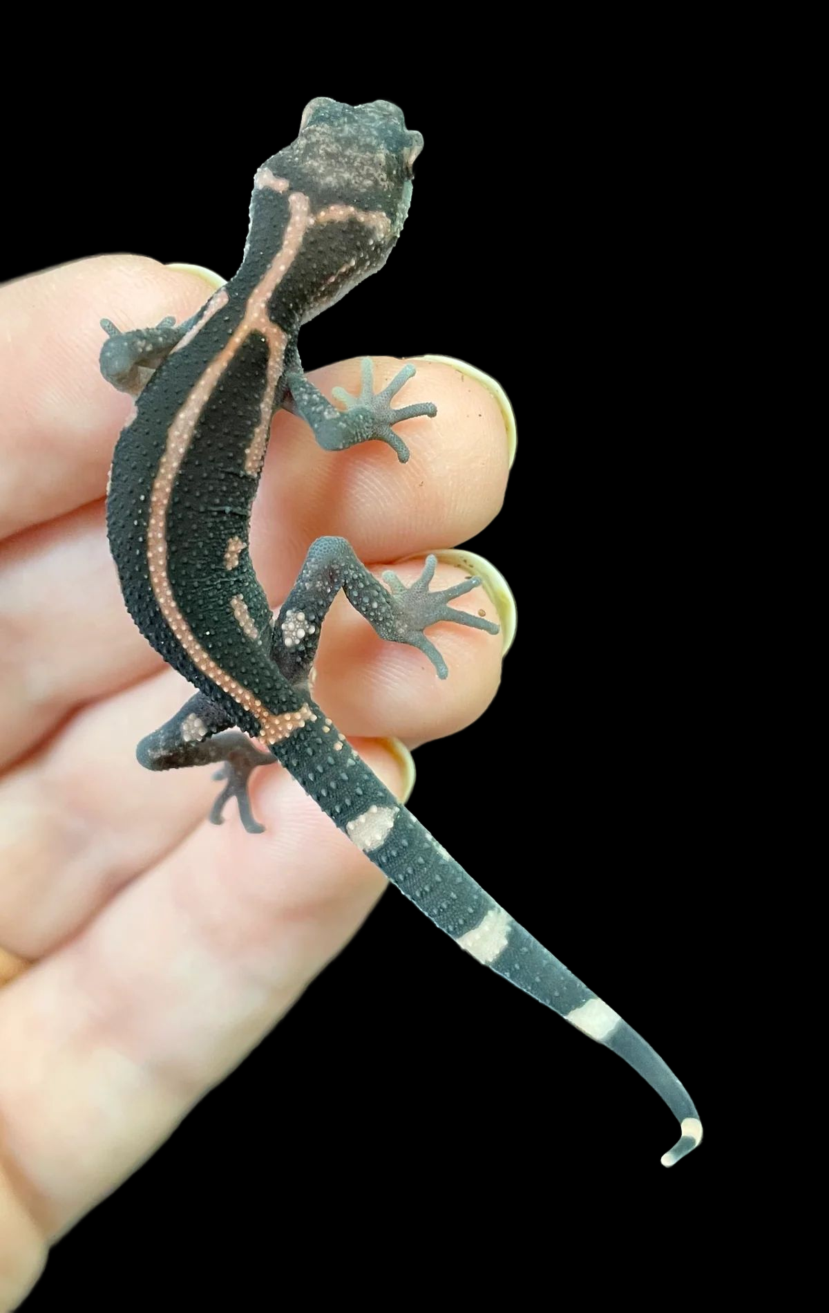 Japanese Cave Gecko (Goniurosaurus orientalis)