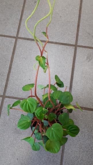 Peperomia Rana Verde