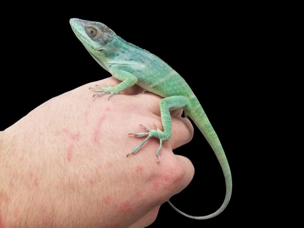Smallwood's Anole (Anolis smallwoodi)