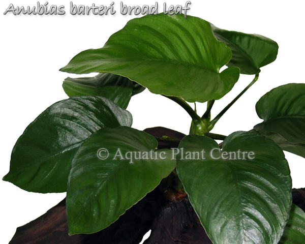Anubias barteri 'Broad Leaf' (Non empoté)
