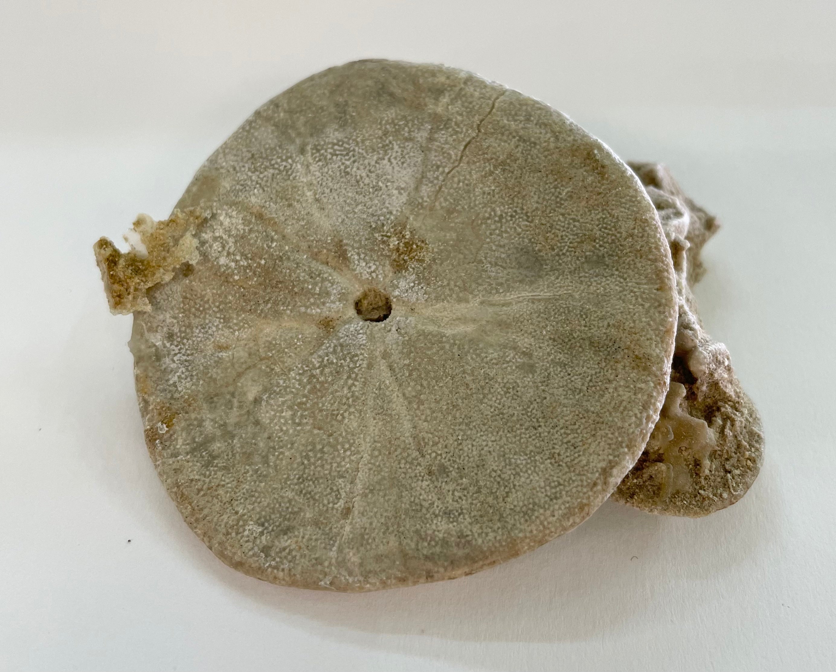 Fossil Sand Dollar