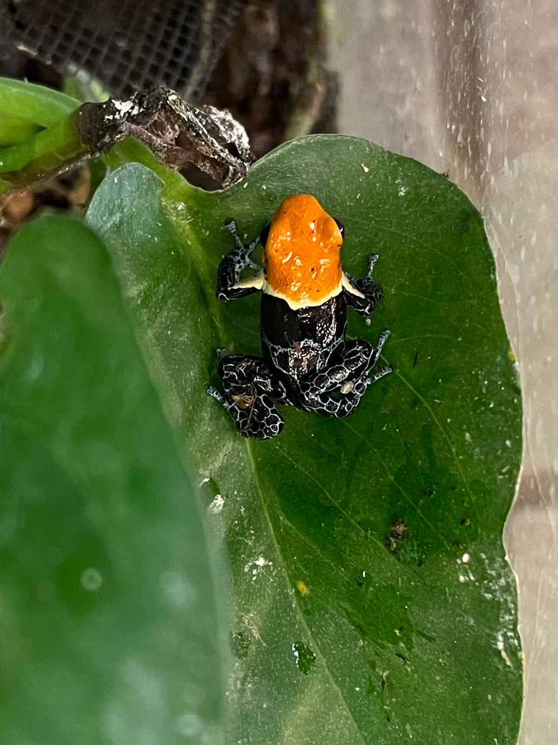 Ranitomeya fantastica 'True Nominal'