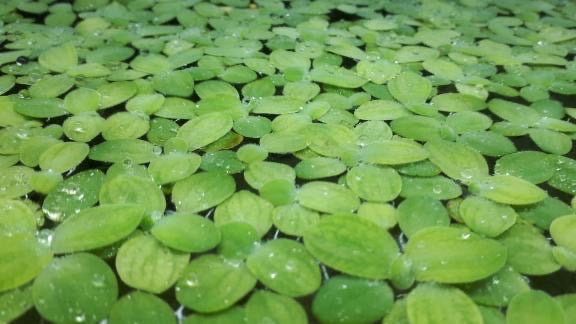 Water Lettuce