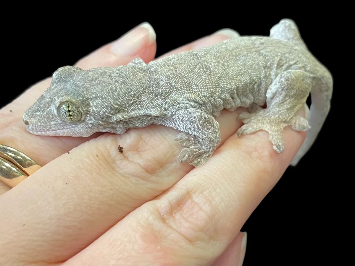 Halmahera Giant Gecko