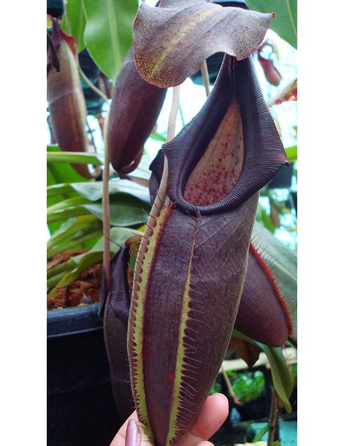 Nepenthes bongso