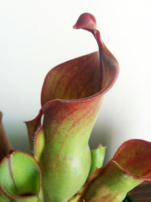 Heliamphora hétérodoxa x mineur