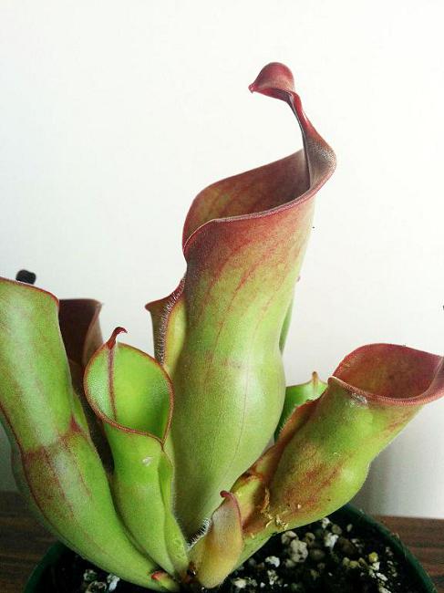 Heliamphora hétérodoxa x mineur