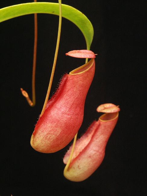 Nepenthes madagascariensis