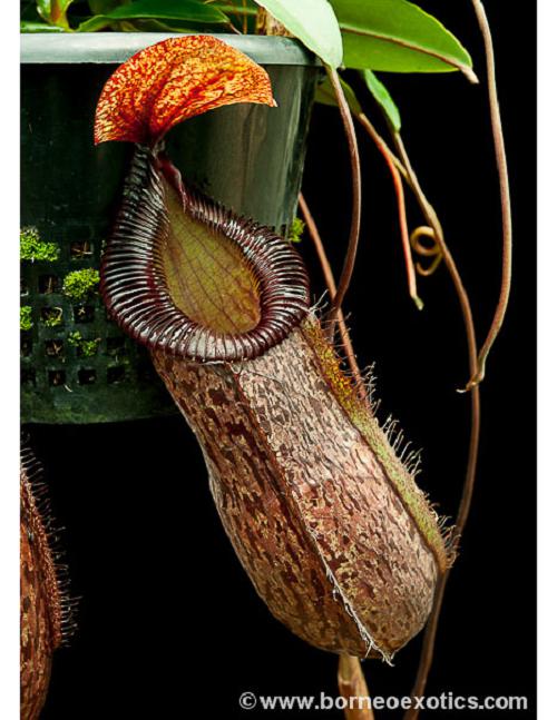 Nepenthes sibuyanensis x hamata