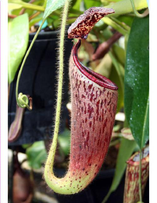 Nepenthes glandulifera