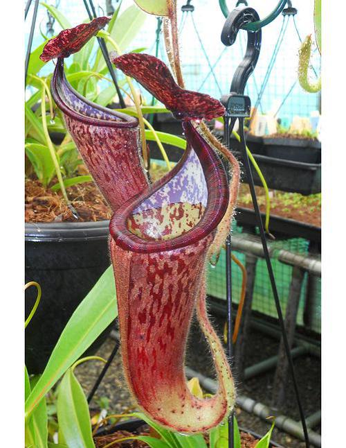 Nepenthes glandulifera