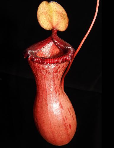 Nepenthes ventricosa