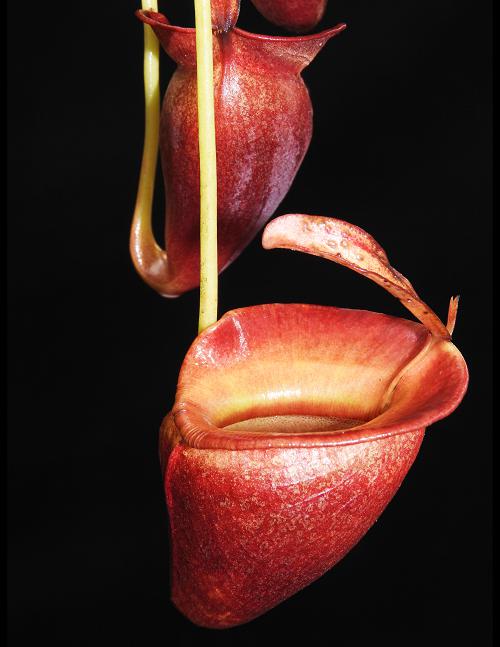 Nepenthes jacquelineae (BE-3874)