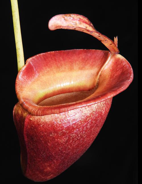 Nepenthes jacquelineae (BE-3874)