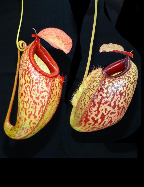Nepenthes merrilliana x aristolochioides