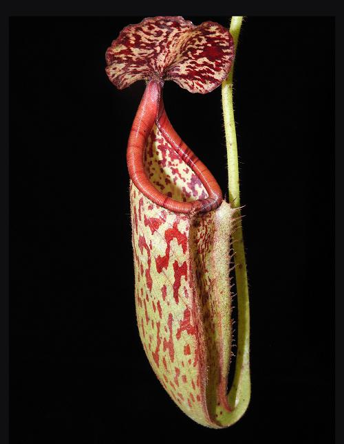 Nepenthes burbidgeae x glandulifera (BE-3888)