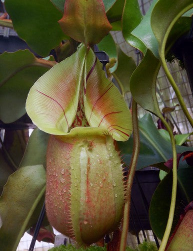 Nepenthes robcantleyi x veitchii
