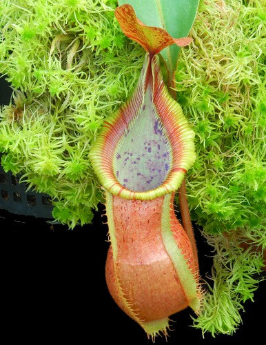 Nepenthes hamata x veitchii (BE-3943)