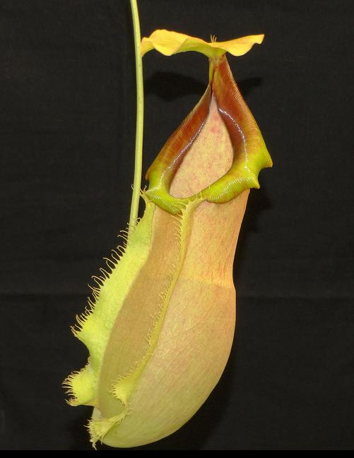 Nepenthes spathulata x merrilliana
