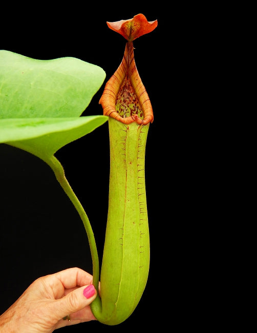 Nepenthes truncata "Red Flush" EP x "Reddish Leaves" AW
