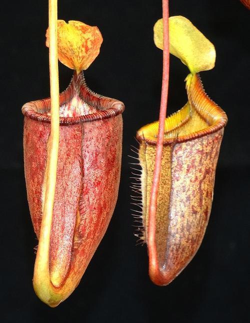 Nepenthes palawanensis