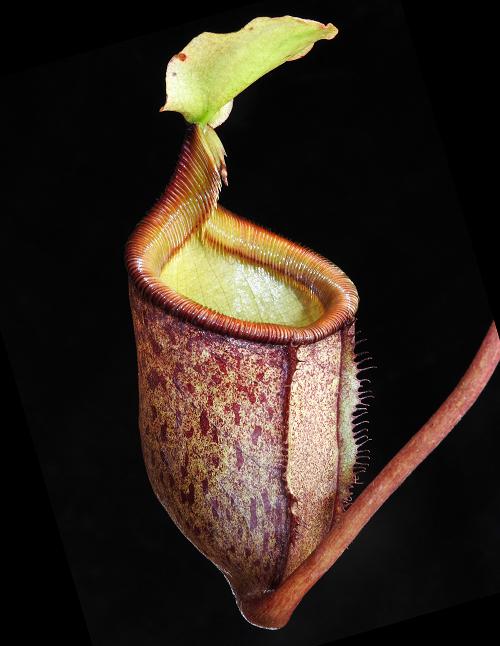 Nepenthes palawanensis