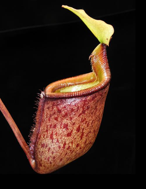 Nepenthes palawanensis