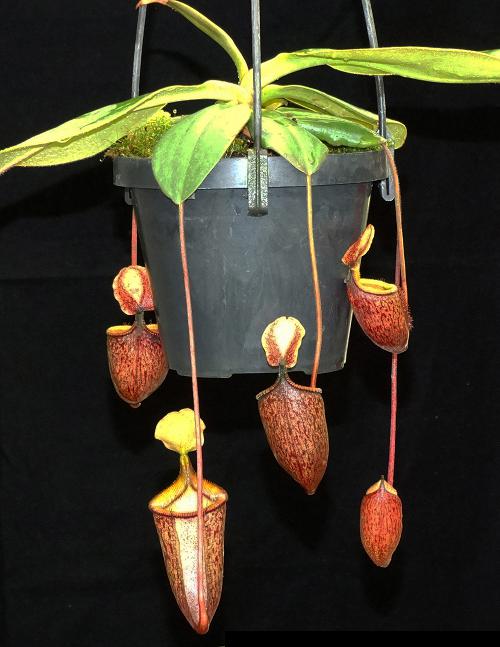 Nepenthes palawanensis