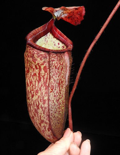 Nepenthes peltata