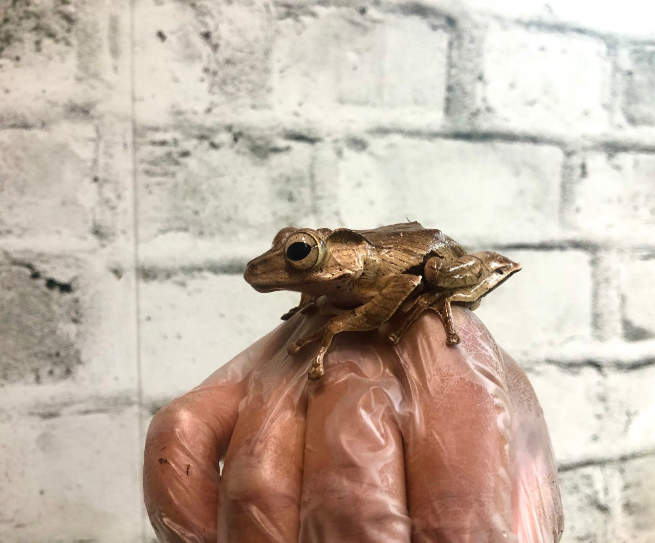 Borneo Eared Frog (Polypedates otilophus)