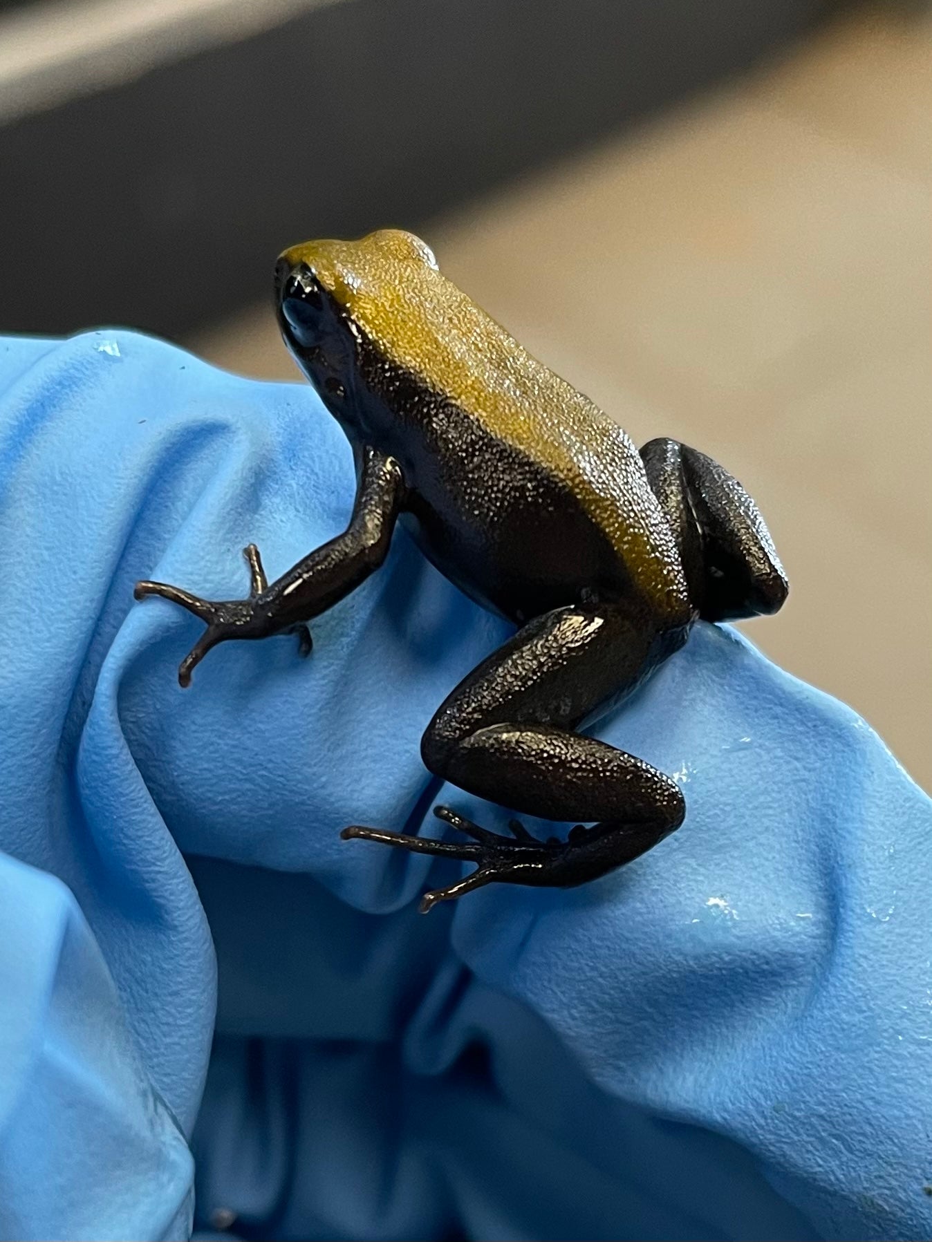 Mantelle à pattes bleues
