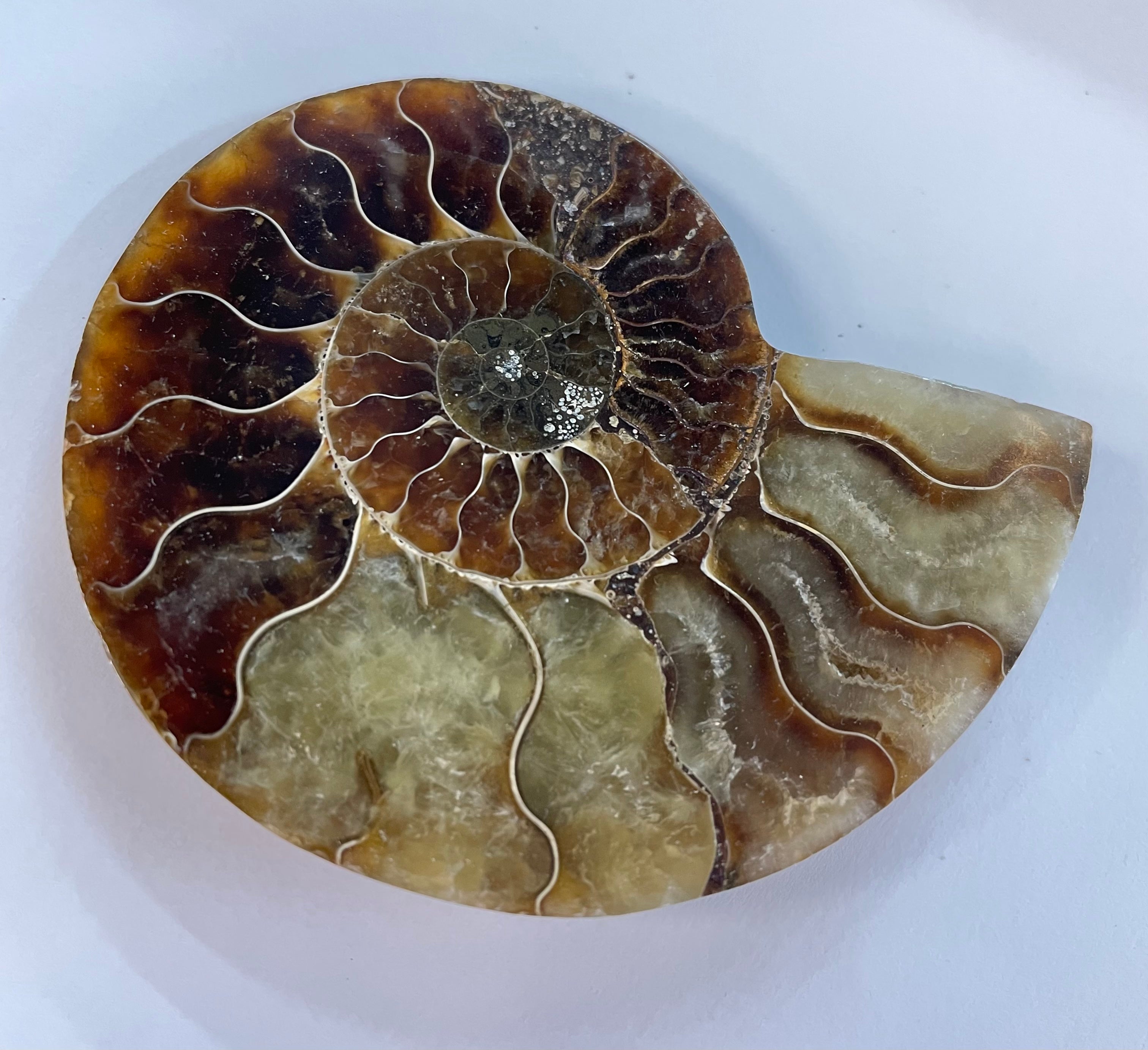 Ammonite Fossil