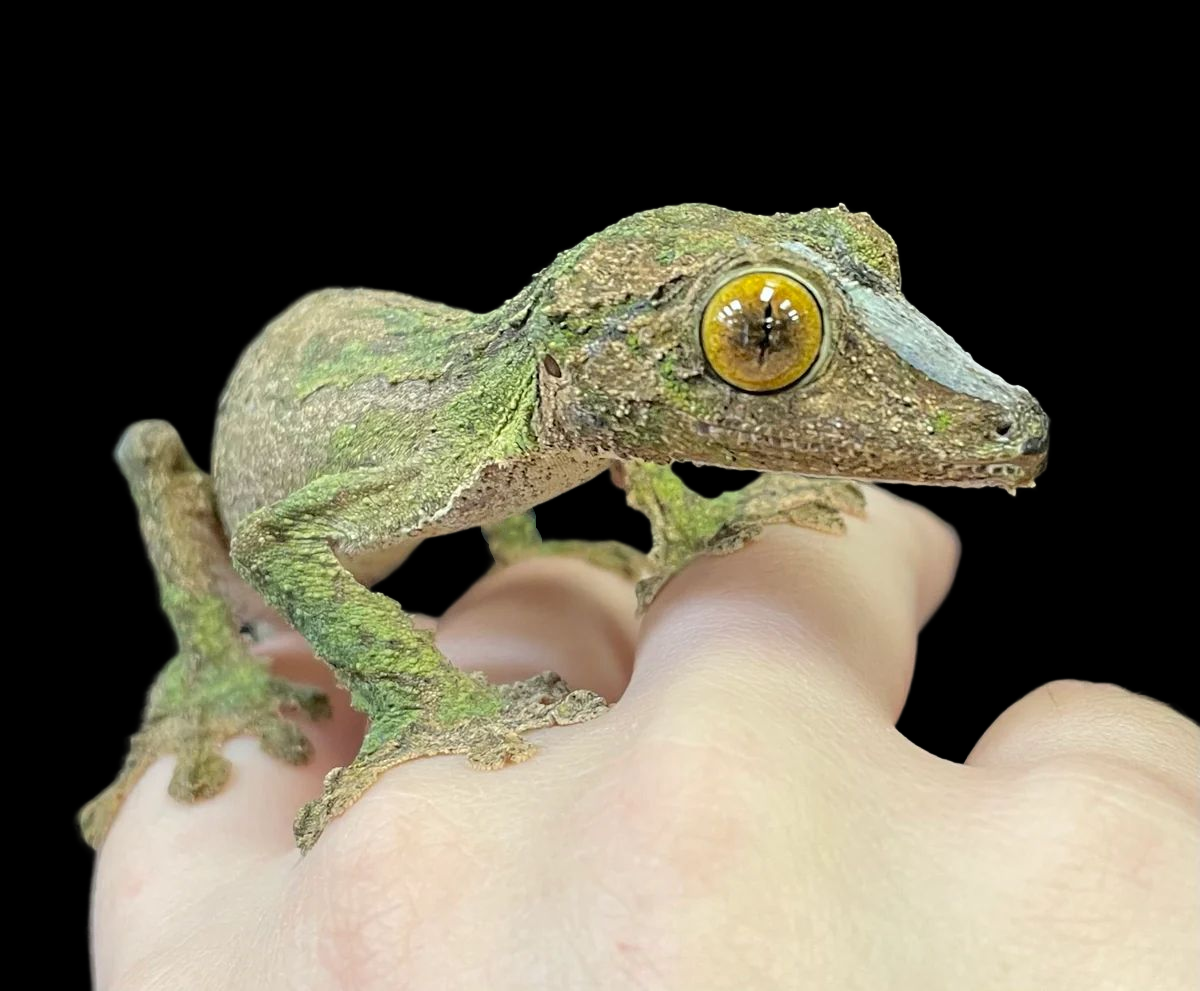 Southern Leaf-Tailed Gecko (Uroplatus sameiti)