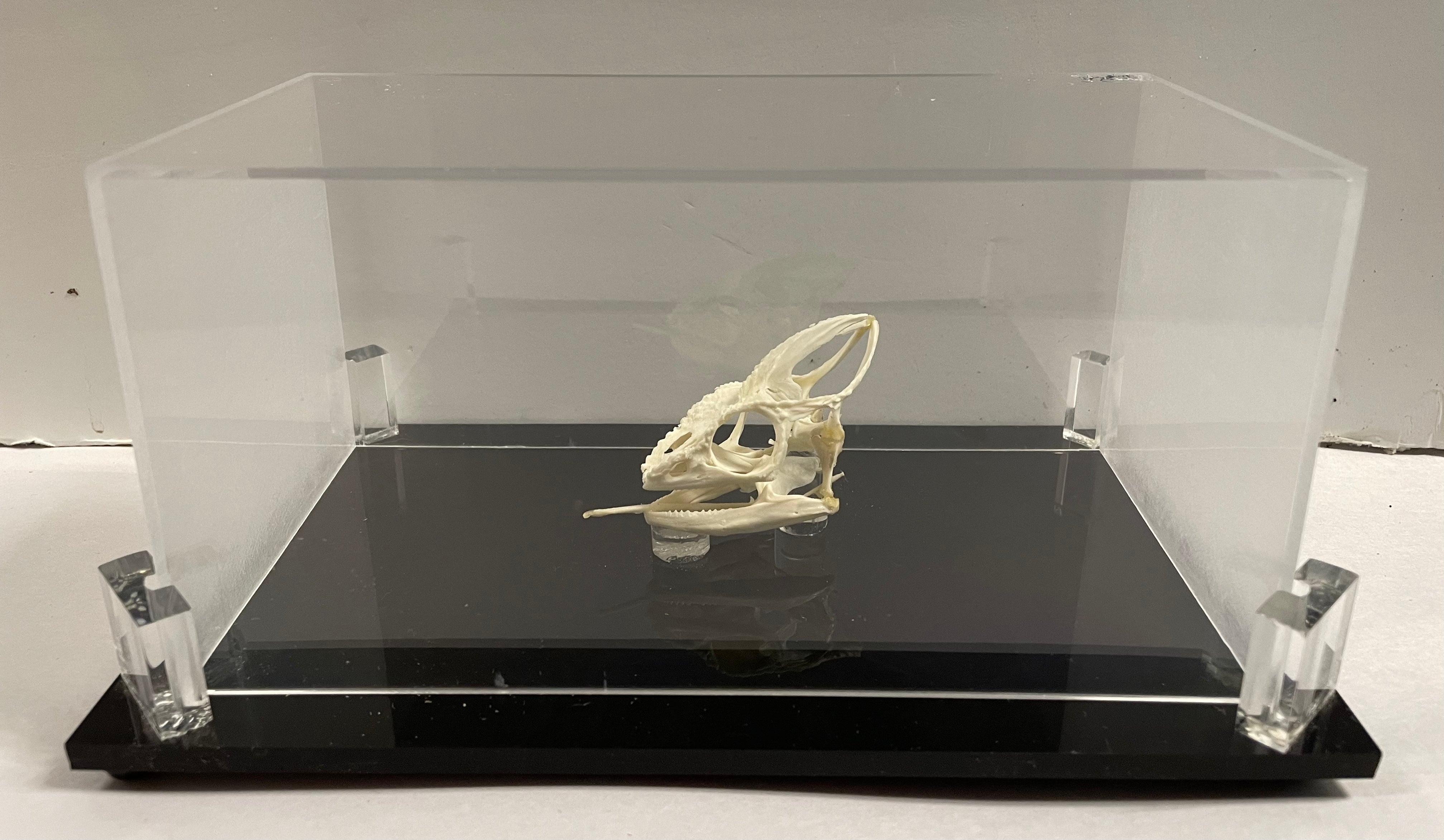 Oustalet's Chameleon Skull