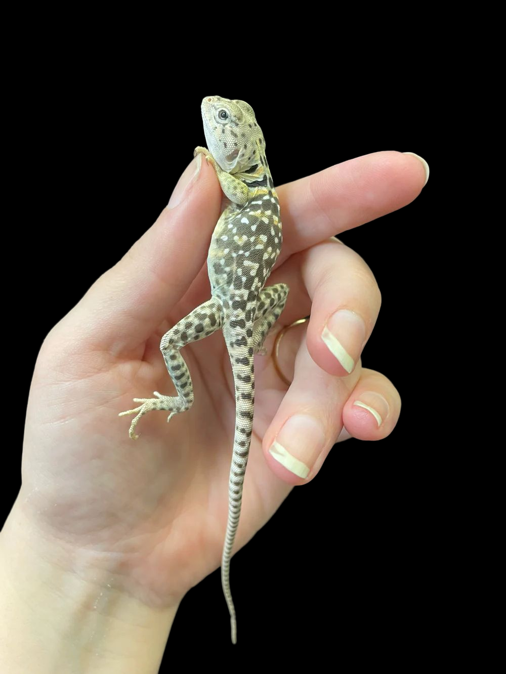 Lézard à collier oriental