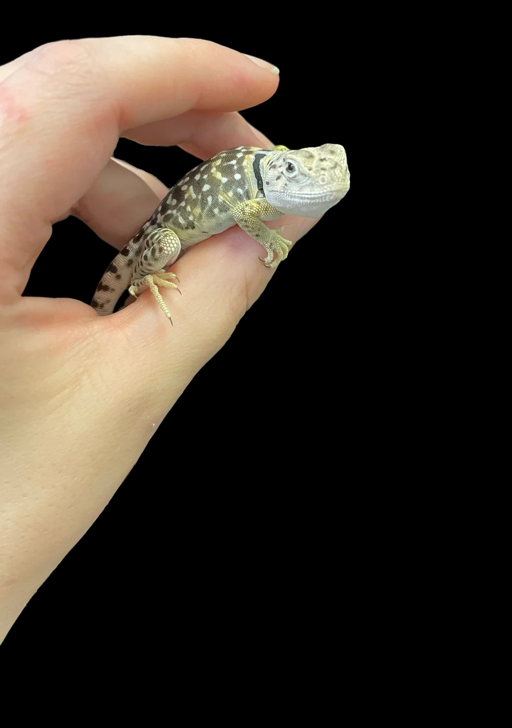 Eastern Collared Lizard