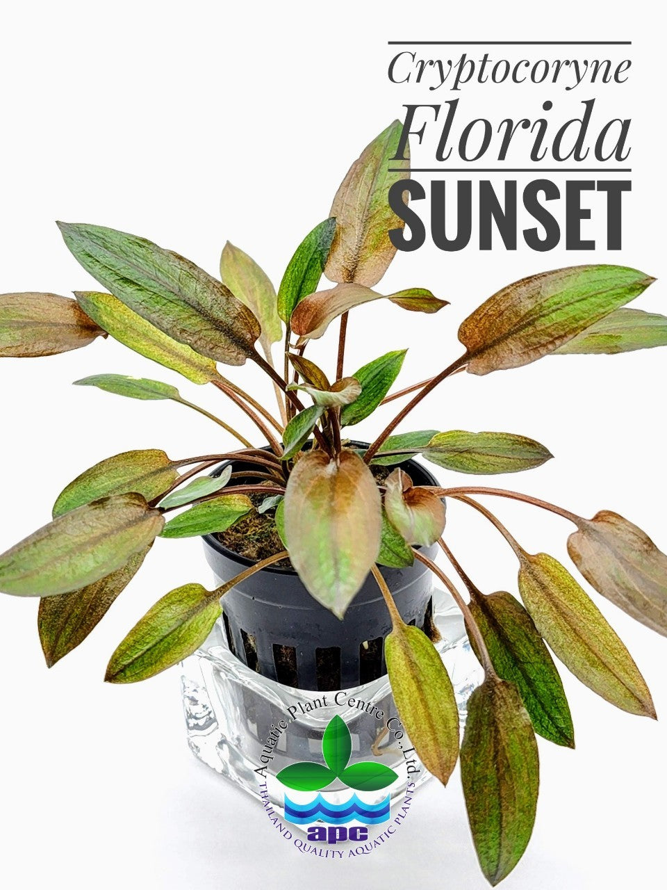 Cryptocoryne 'Florida Sunset'
