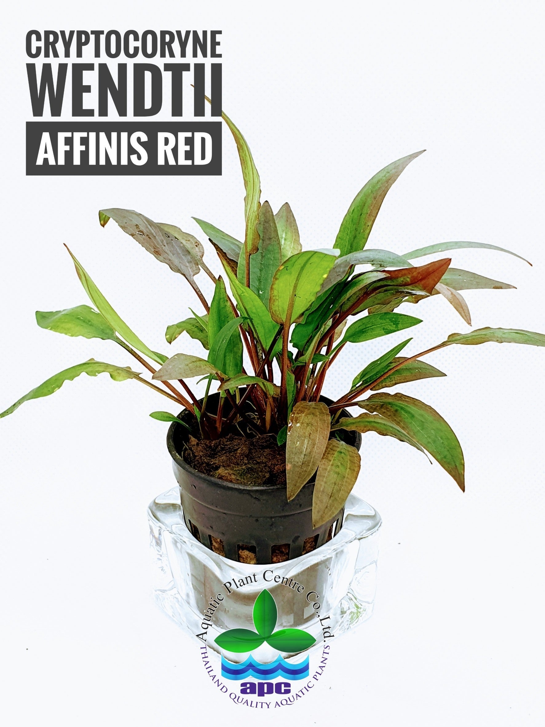 Cryptocoryne wendtii 'Red' (en pot)