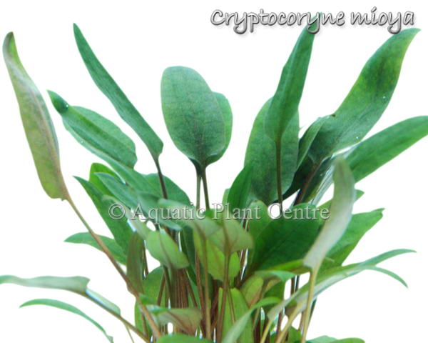 Cryptocoryne Mi Oya