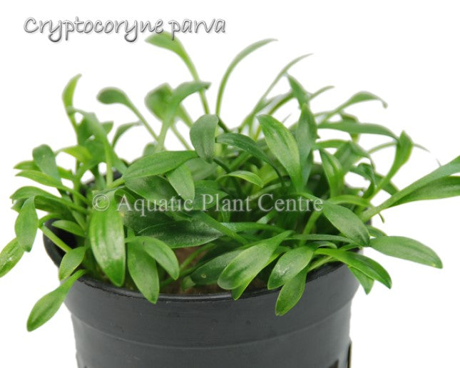 Cryptocoryne parva